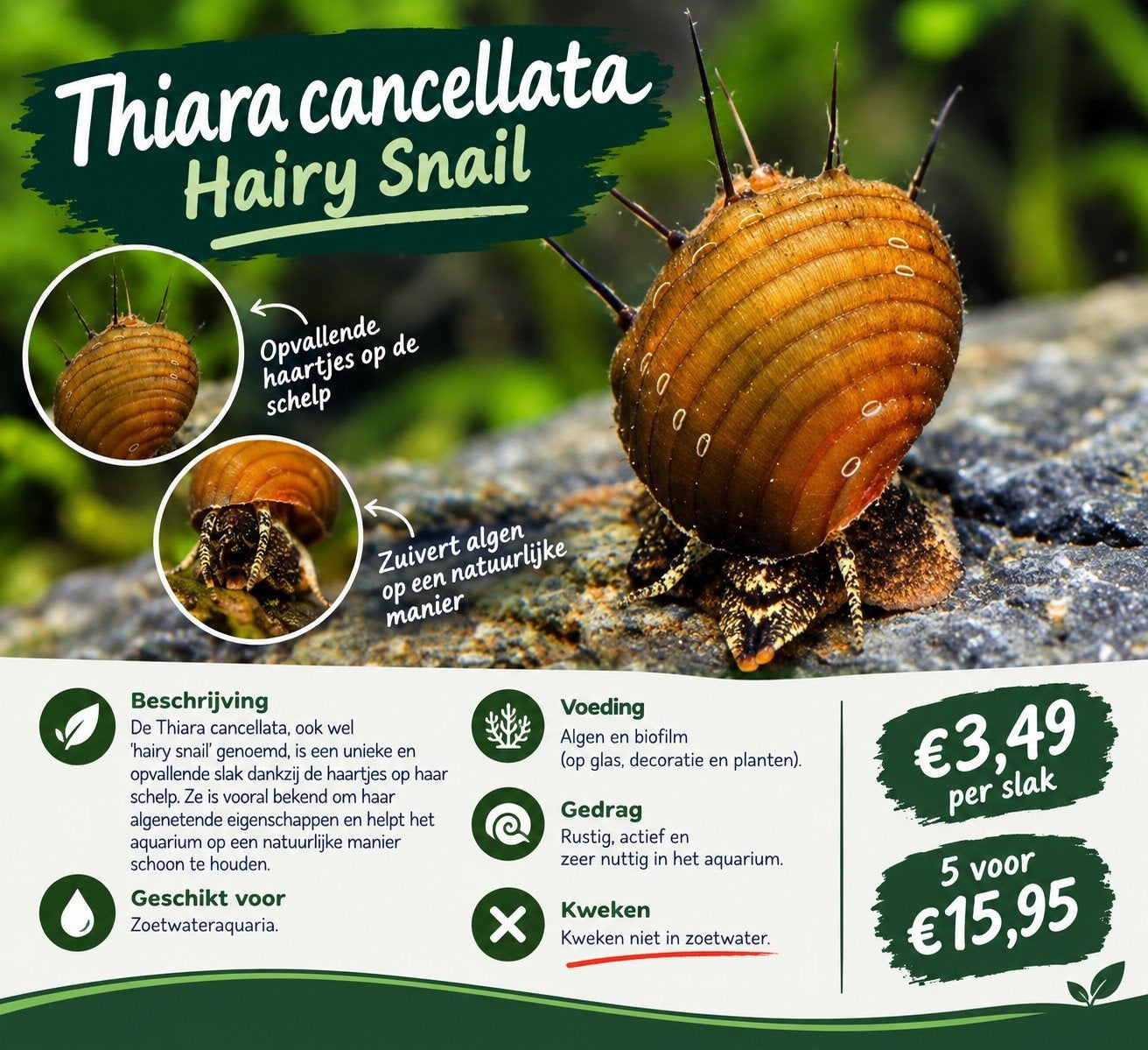 thiara cancellata (hairy snail), Dieren en Toebehoren, Slak of Weekdier, Zoetwatervis, Schoolvis