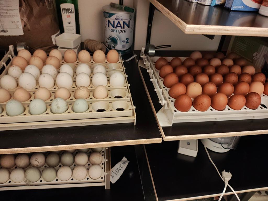 Overaanbod aan broedeieren te koop