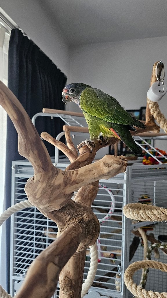 Pionus + alle toebehoren, Dieren en Toebehoren, Vogels | Parkieten en Papegaaien, Papegaai, Vrouwelijk, Tam