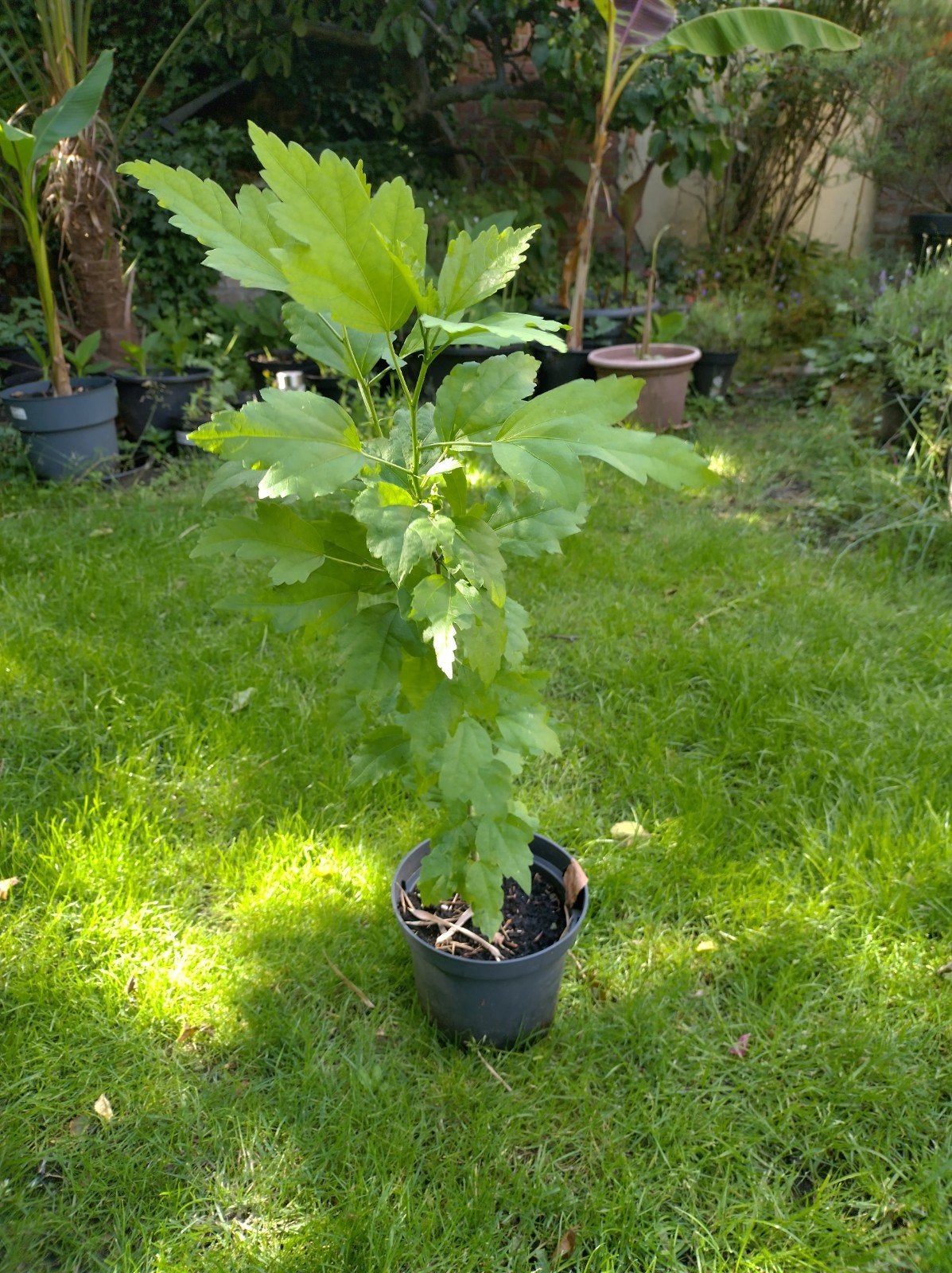 Hibiscus Syriacus - 4 stuks, Tuin en Terras, Ophalen