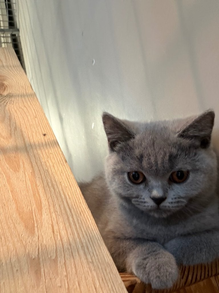 Britse korthaar kittens, Chatte ou Chat, Avec puce électronique, 0 à 2 ans