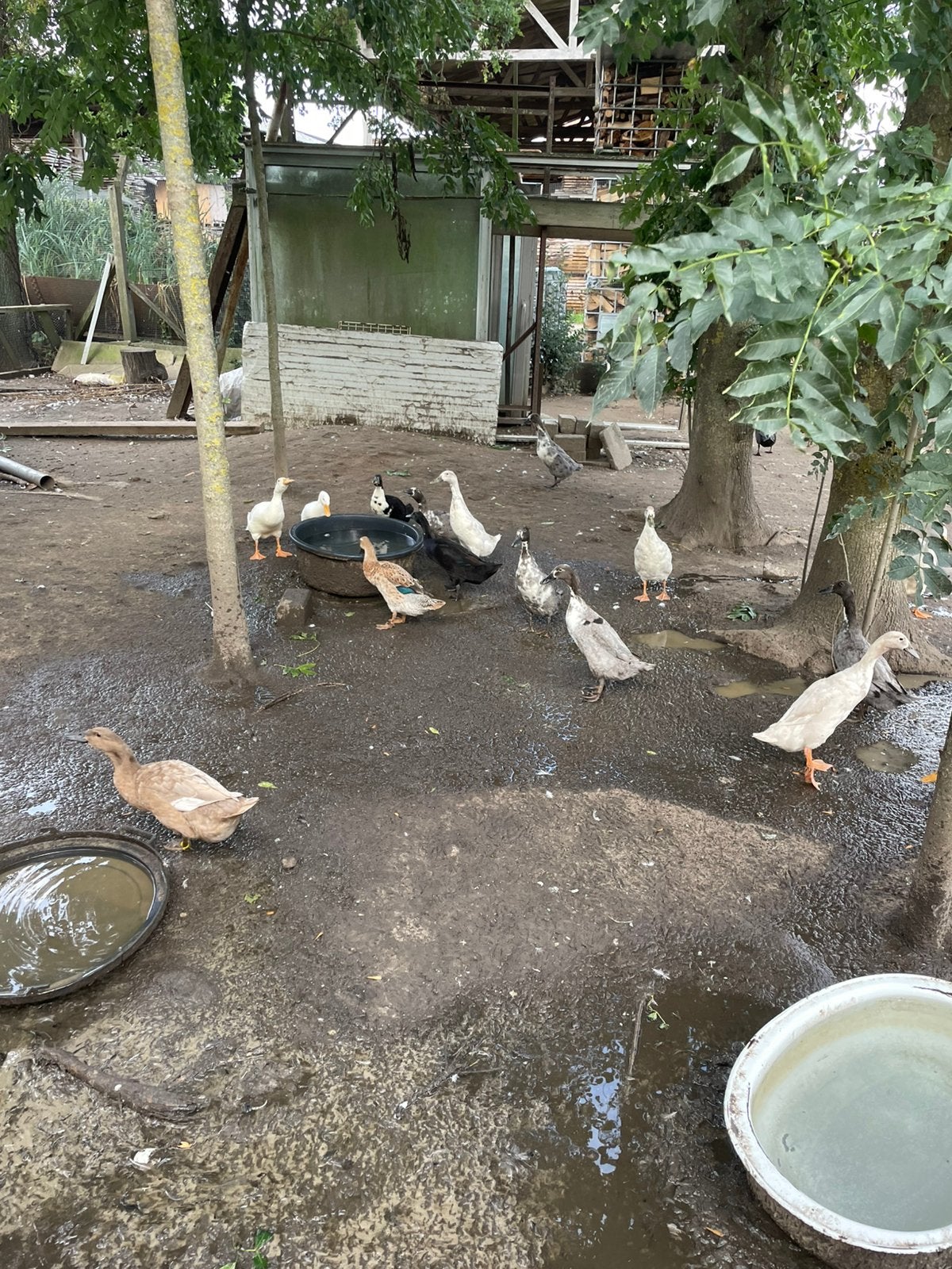 Loopeend vrouwtjes, Dieren en Toebehoren