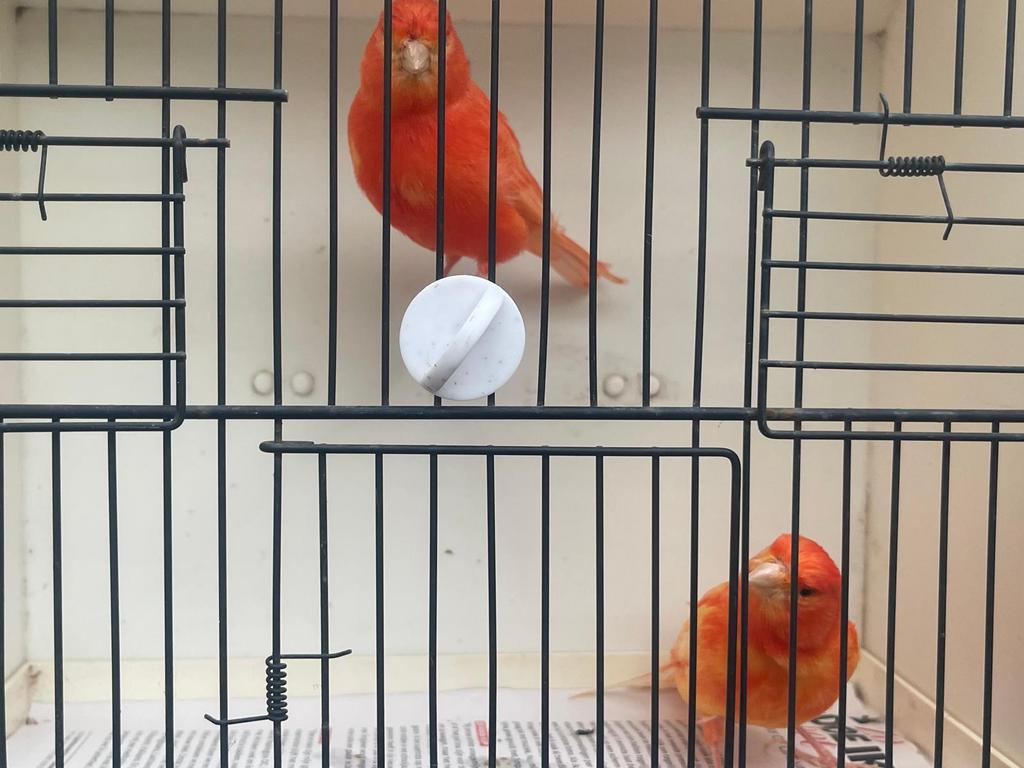 Koppel rode Kanaries, Dieren en Toebehoren, Vogels | Kanaries