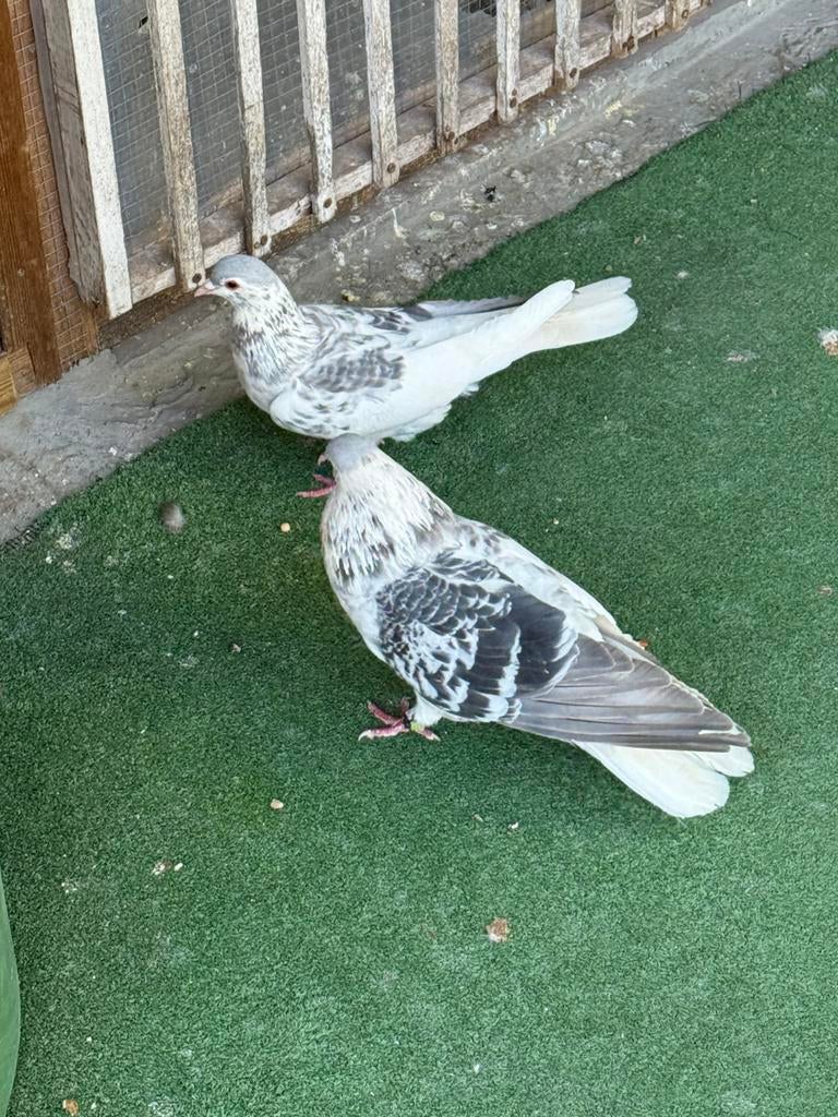 Duiven, Dieren en Toebehoren