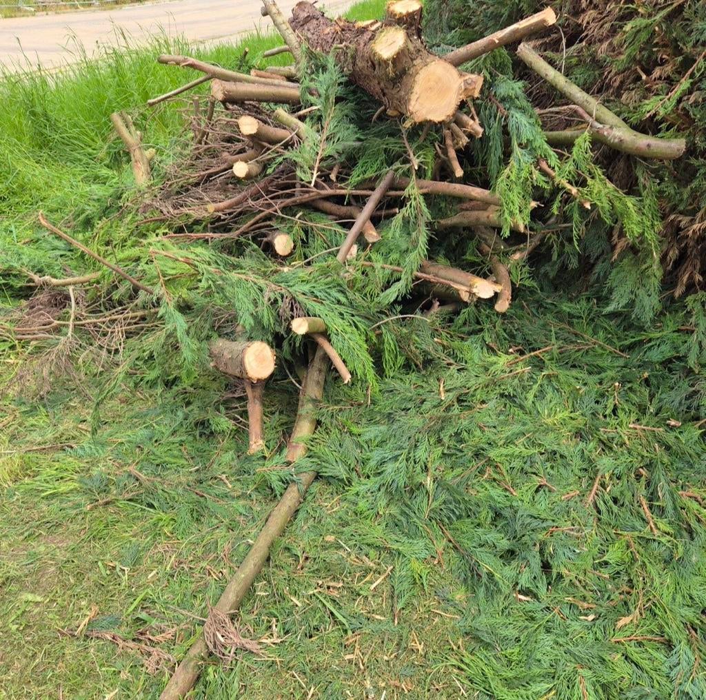 BOIS DE CHAUFFAGE A DONNER GRATUIT, Jardin & Terrasse, Enlèvement, Branches