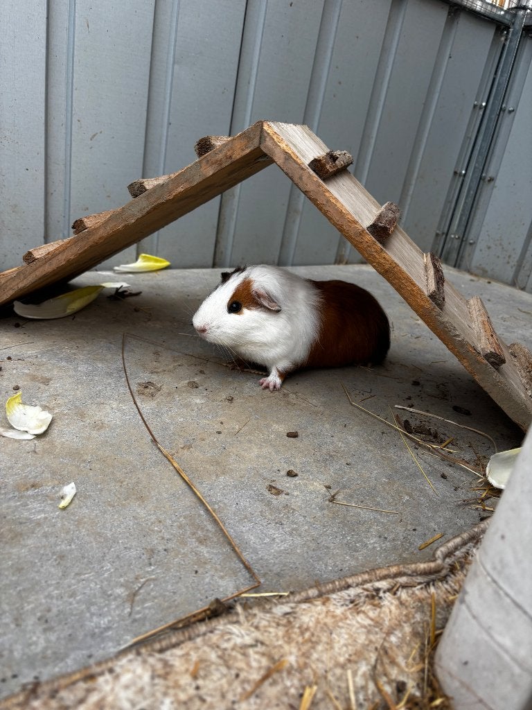 Gratis cavia, beertje. 3 mnd, Dieren en Toebehoren, Knaagdieren, Cavia, Juni, Mannelijk, Tam