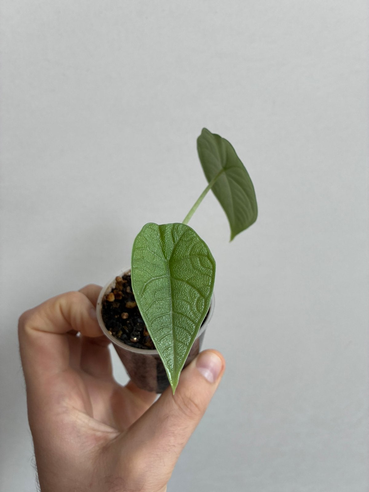 Alocasia melo, Enlèvement