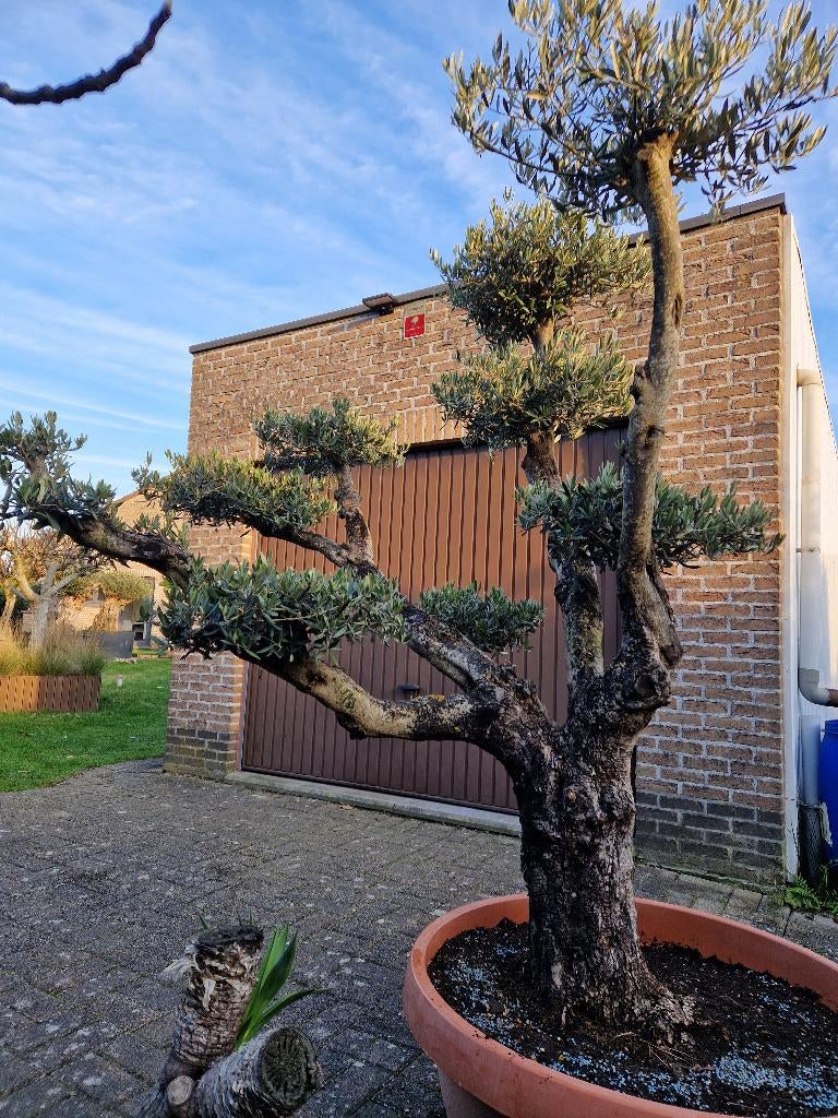 Prachtige olijfboom., Tuin en Terras, Planten | Bomen, Ophalen, In pot, Olijfboom