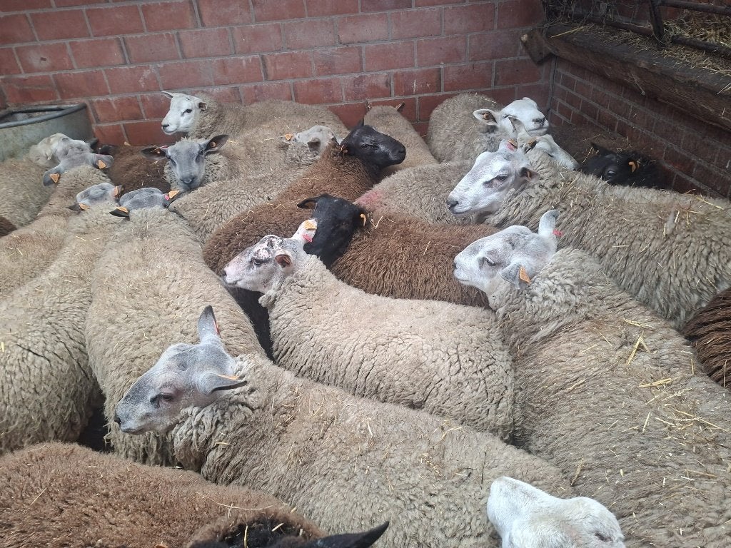 Aankoop van schapen en geiten