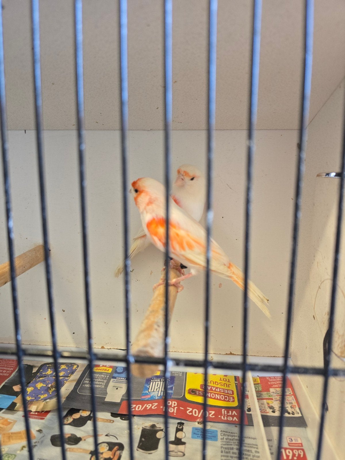 Couple canari 35€, Dieren en Toebehoren, Vogels | Kanaries