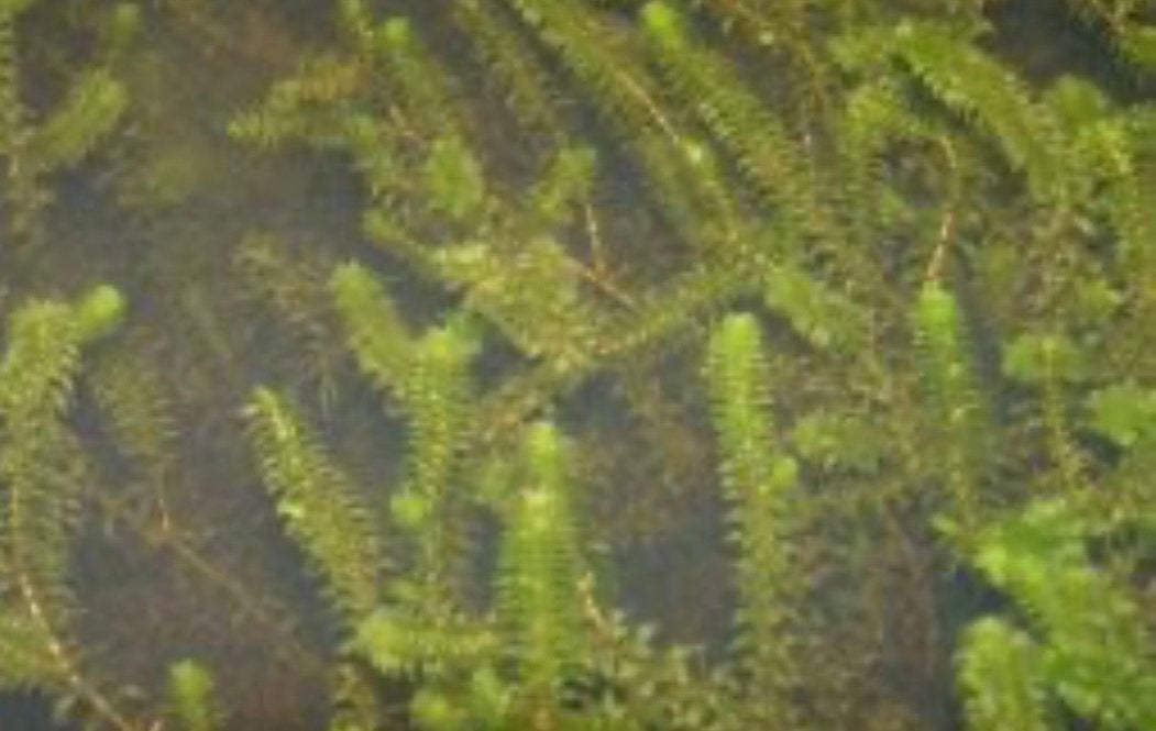 Waterplanten gratis, Ophalen
