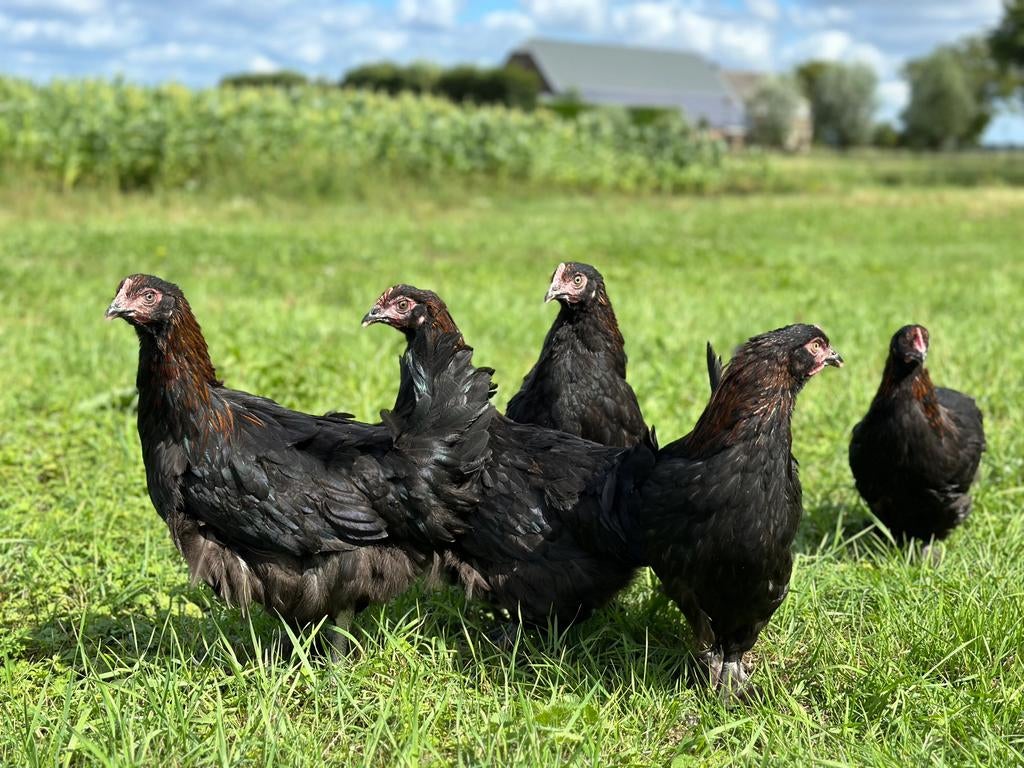 MARANS, ARAUCANA, Dieren en Toebehoren, Pluimvee, Meerdere dieren, Kip