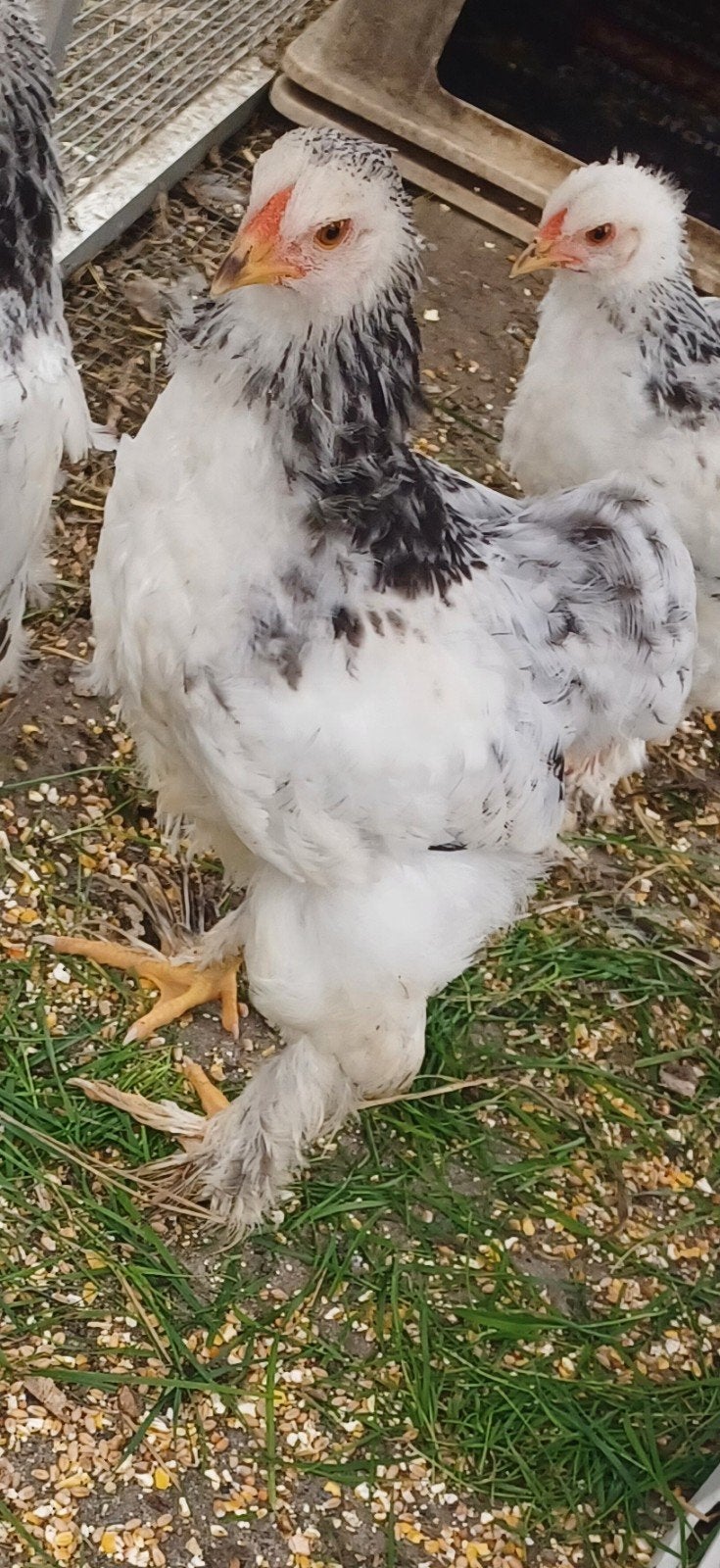 Jonge Brahma-haan, Dieren en Toebehoren