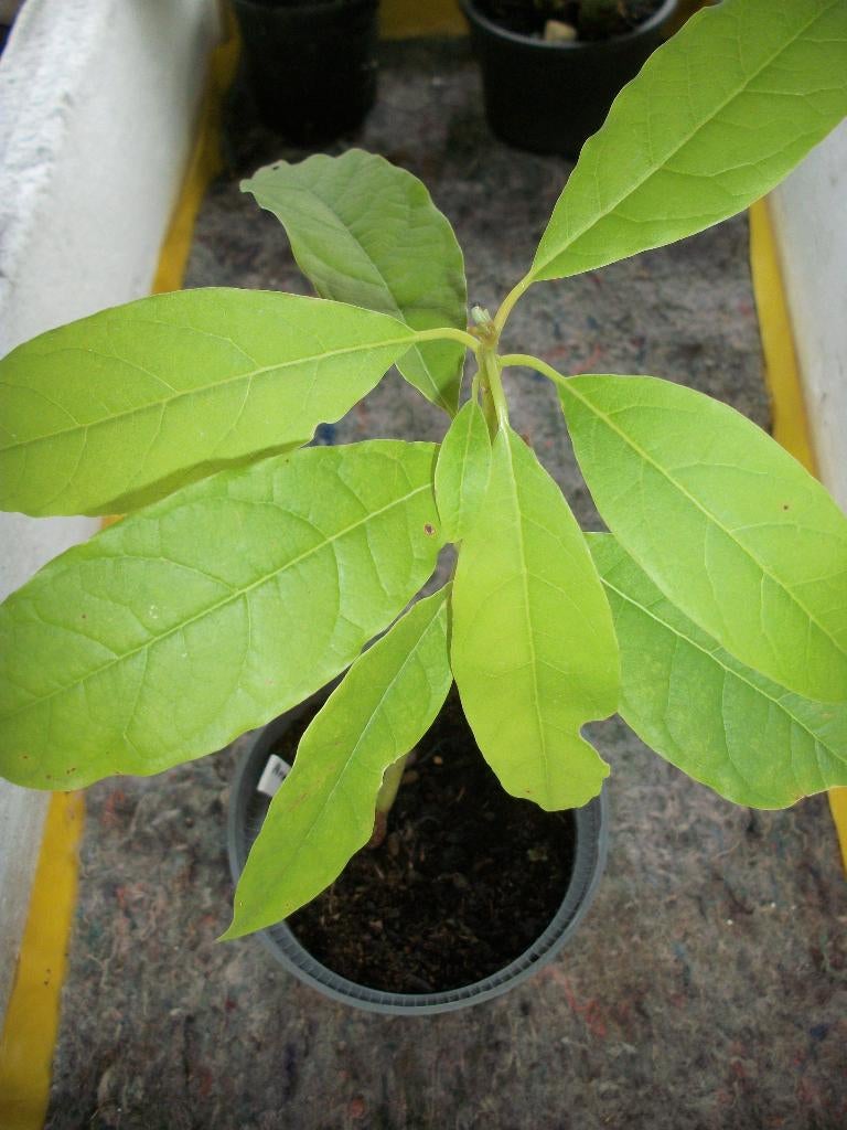 Avocado plant, Huis en Inrichting, Kamerplanten, Ophalen, Fruitplant, In pot, Minder dan 100 cm