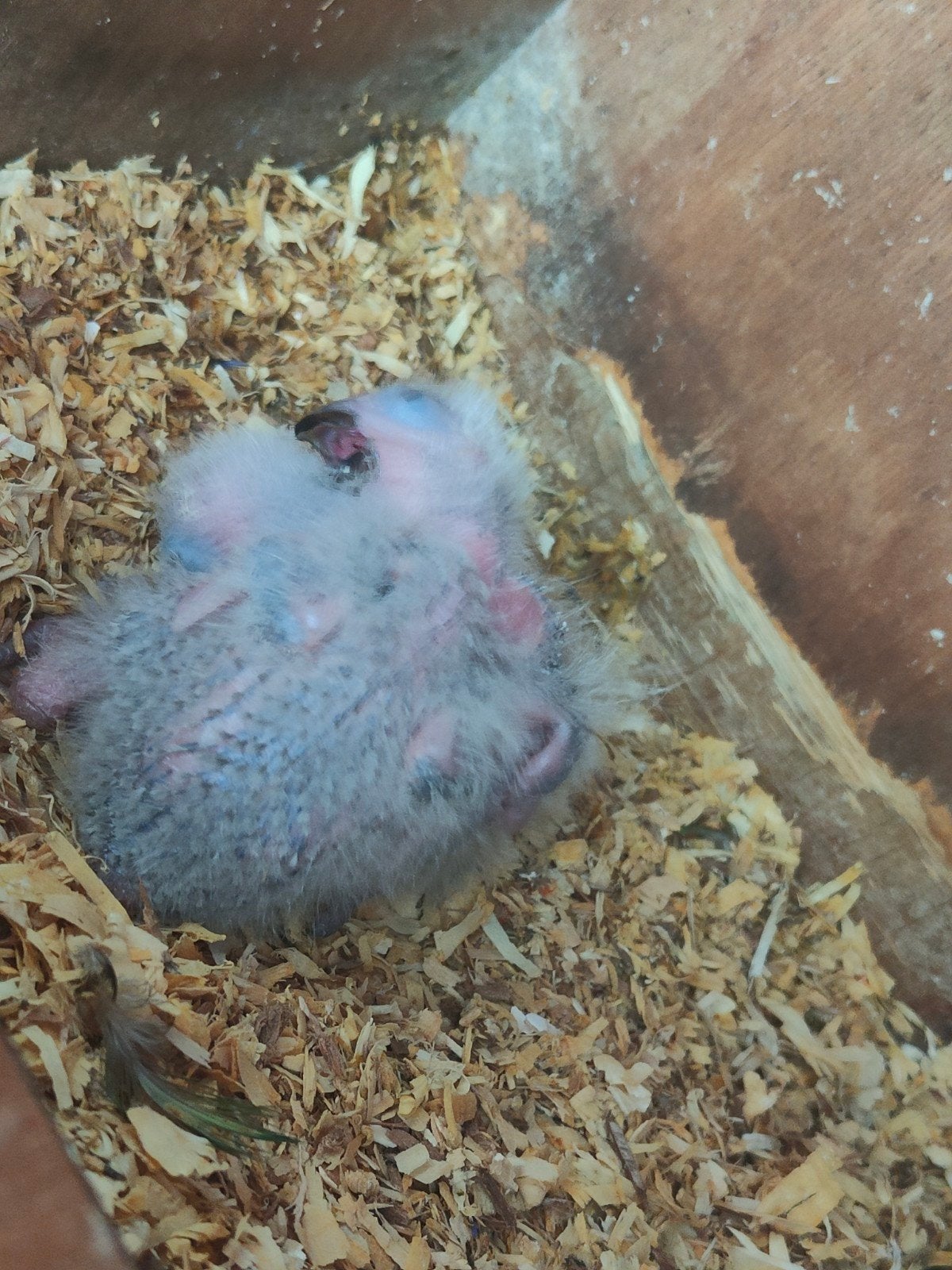 twee lortbaby s, Dieren en Toebehoren, Meerdere dieren, Papegaai, Pratend
