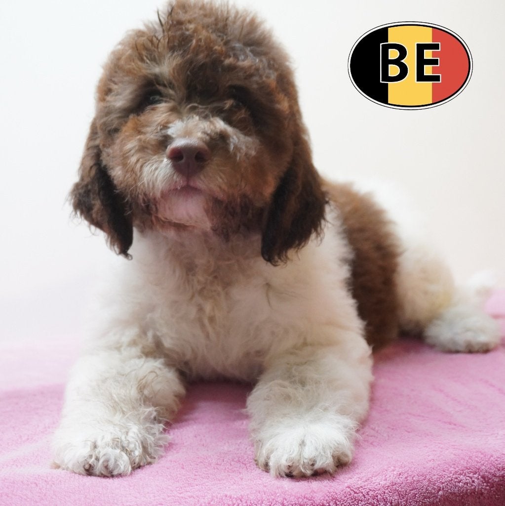 Chiots Lagotto Romagnolo à vendre (nés en Belgique), Animaux & Accessoires, Chiens | Retrievers, Épagneuls & Chiens d'eau, Plusieurs animaux