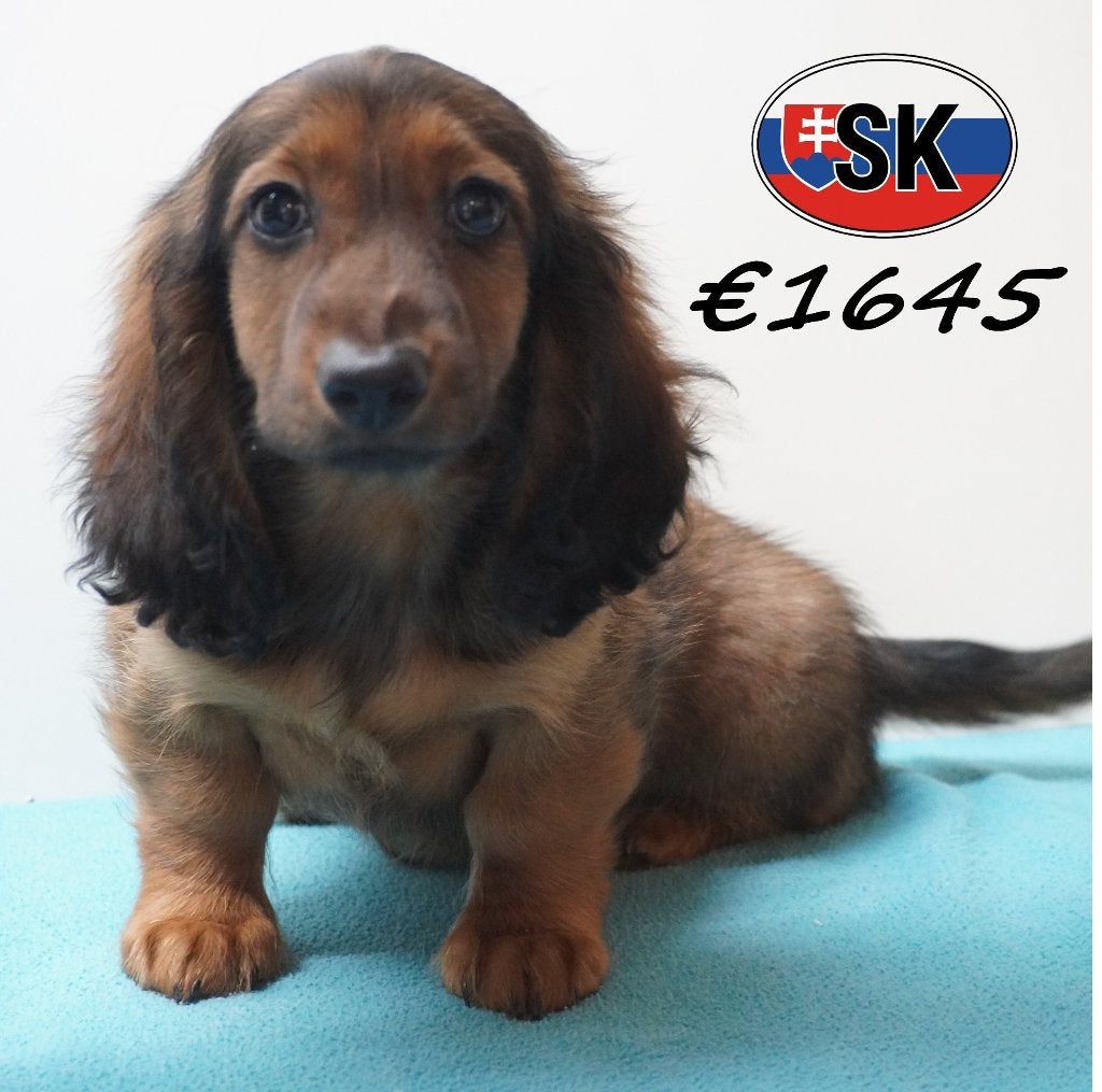 Teckel pups - Kleine ontdekkers met lef, 15 weken tot 1 jaar, Buitenland, Langhaar, Parvo