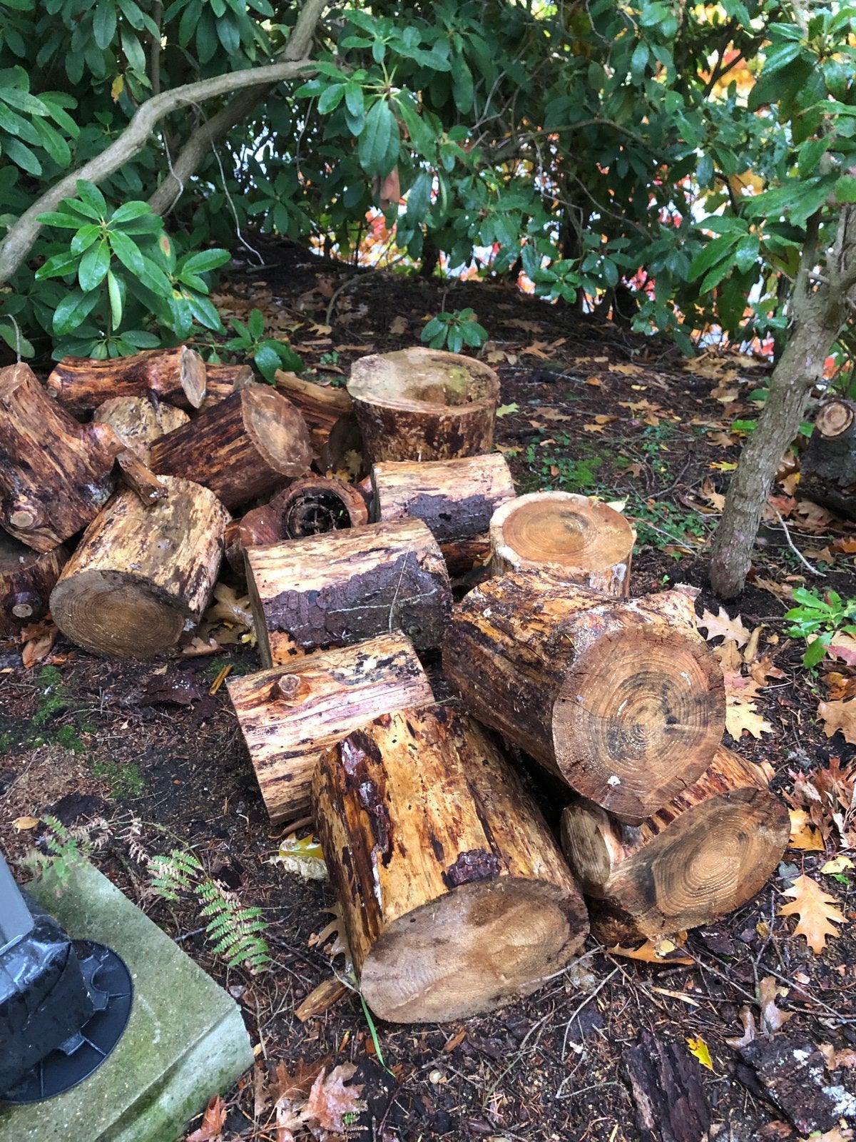 Bois de chauffage, Jardin & Terrasse, Moins de 3 m³, Enlèvement, Hêtre, Troncs d'arbres