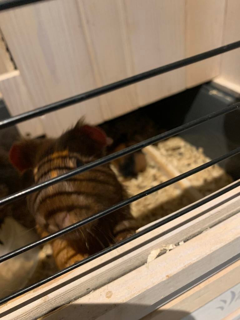 3 Cavia’s, Dieren en Toebehoren, Knaagdieren, Februari, Meerdere dieren, Cavia