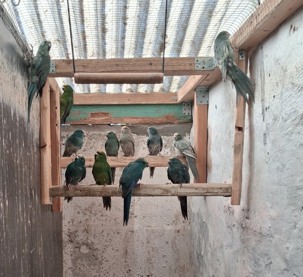 Blauwe Kakariki Jonge 2026, Plusieurs animaux, Perruche, Bagué