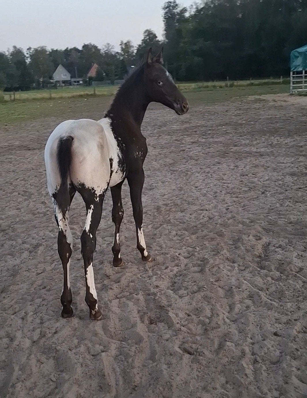 apaloosa merrie veulen, Dieren en Toebehoren, Merrie