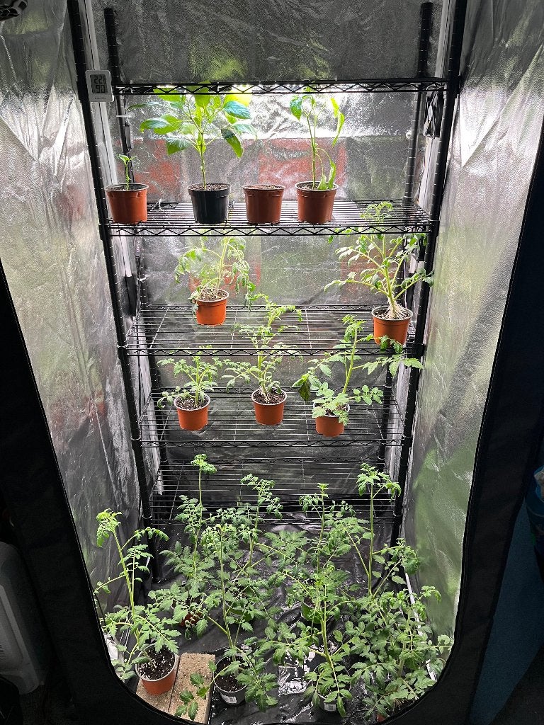 Gratis tomatenplanten, dringend af te halen in Booischot, Tuin en Terras, Ophalen, Groenteplanten