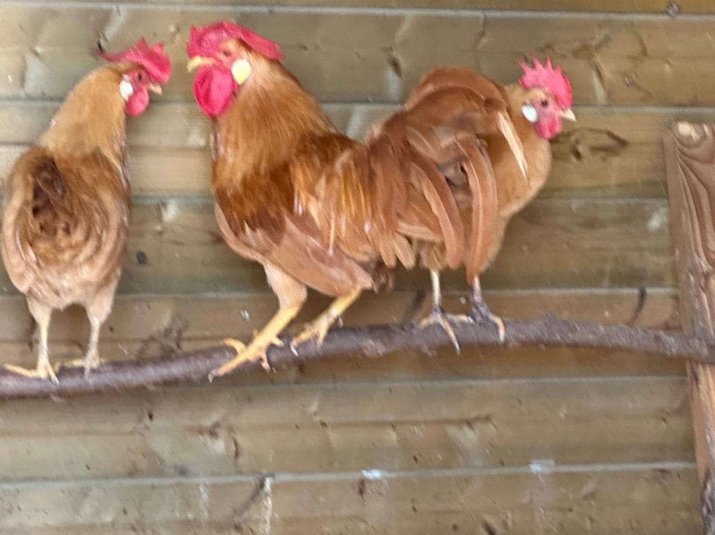 Leghorn kriel buff €70/trio, Dieren en Toebehoren, Pluimvee