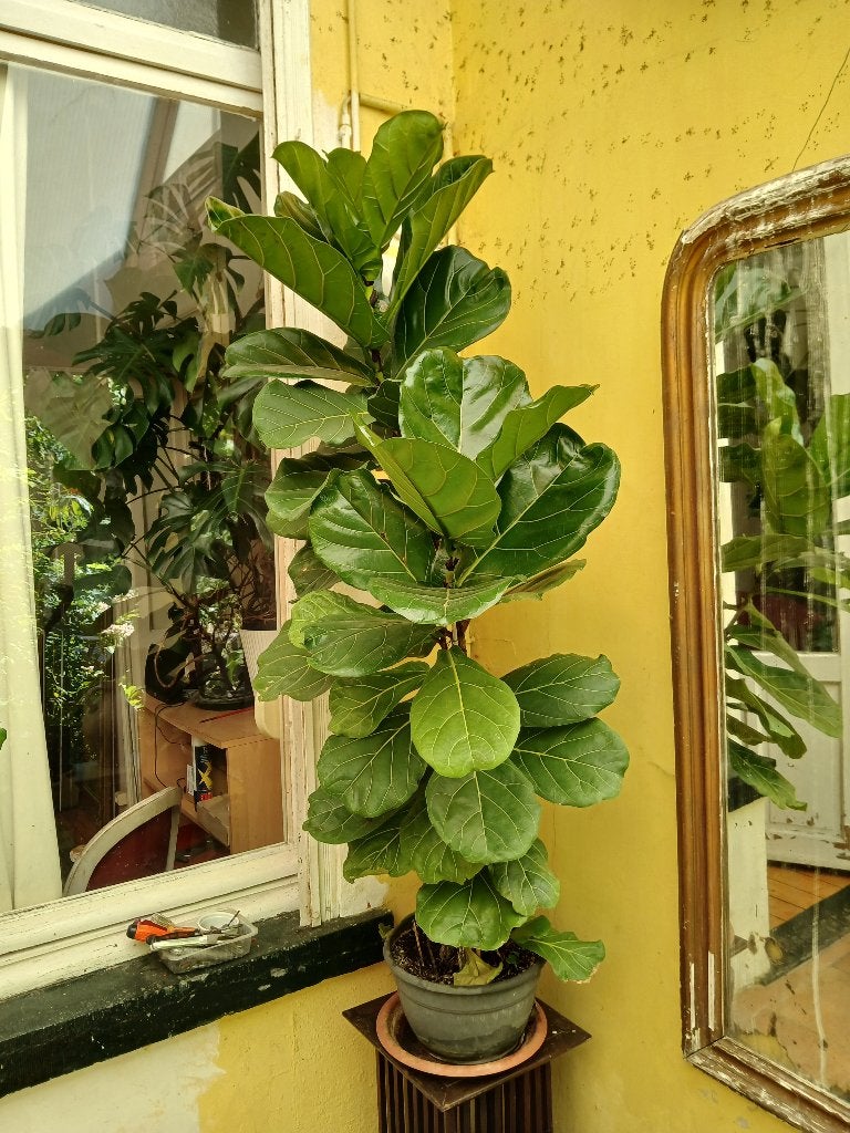 Groene plant, Ophalen, Ficus, In pot, 150 tot 200 cm