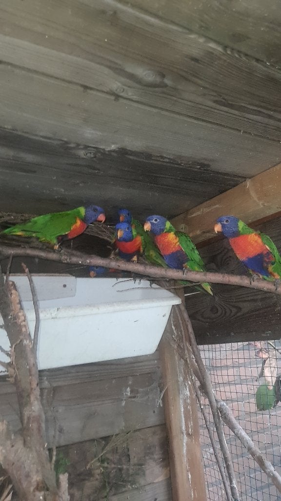 3 koppels lori van blauwe bergen met 3 poppen DNA, Dieren en Toebehoren, Vogels | Parkieten en Papegaaien, Papegaai
