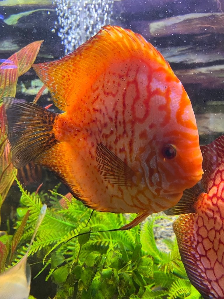 8 mooie volwassen Weissflog Discussen, Dieren en Toebehoren, Vis, Zoetwatervis