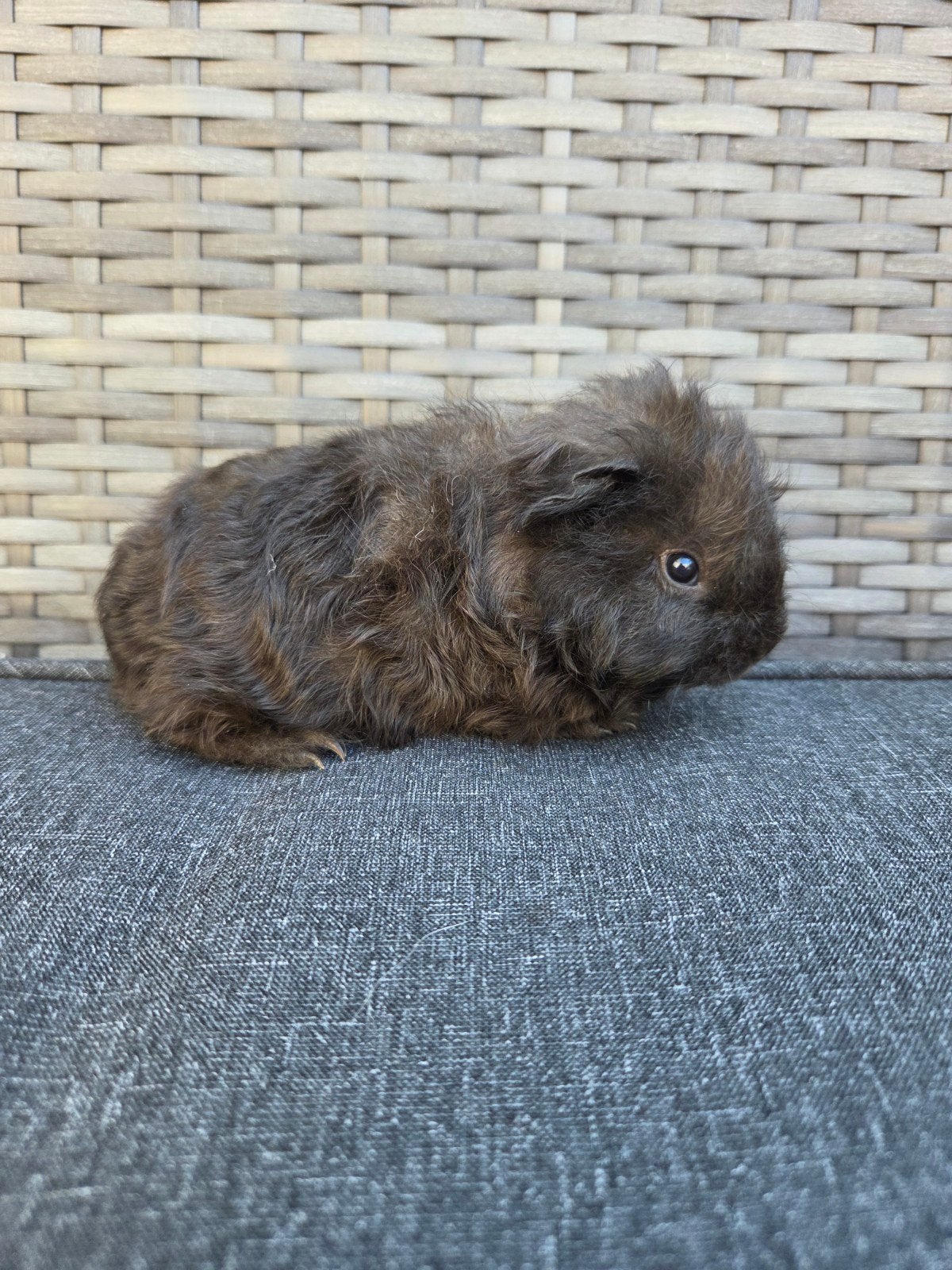 nederland jong cavia beertje, Juillet, Cobaye, Domestique