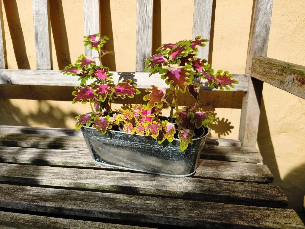 Coleus inky fingers planten in goede gezondheid, Ophalen, Overige soorten, In pot, Minder dan 100 cm