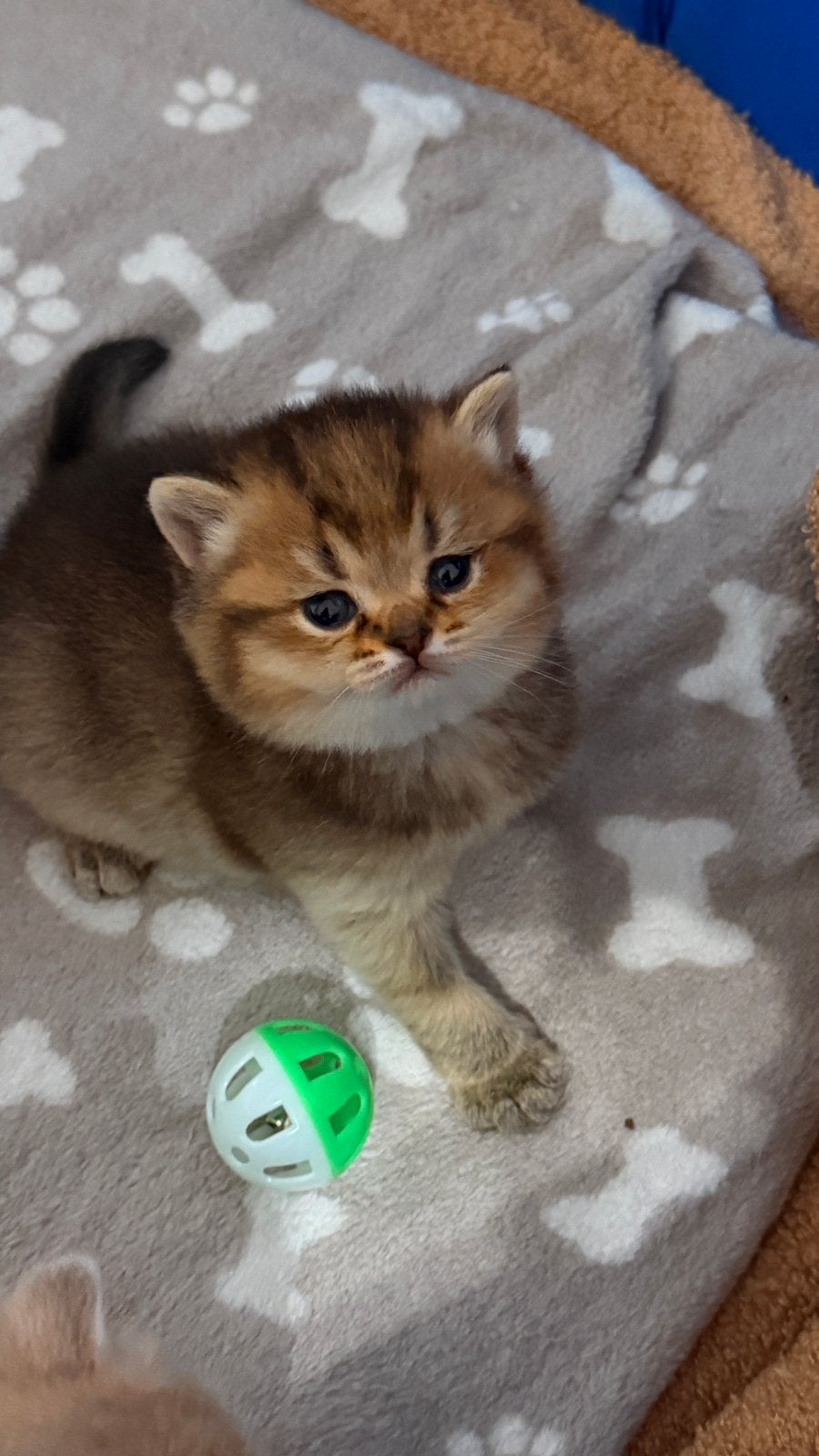 Prachtige Brits korthaar kittens, Meerdere dieren, Gechipt, 0 tot 2 jaar