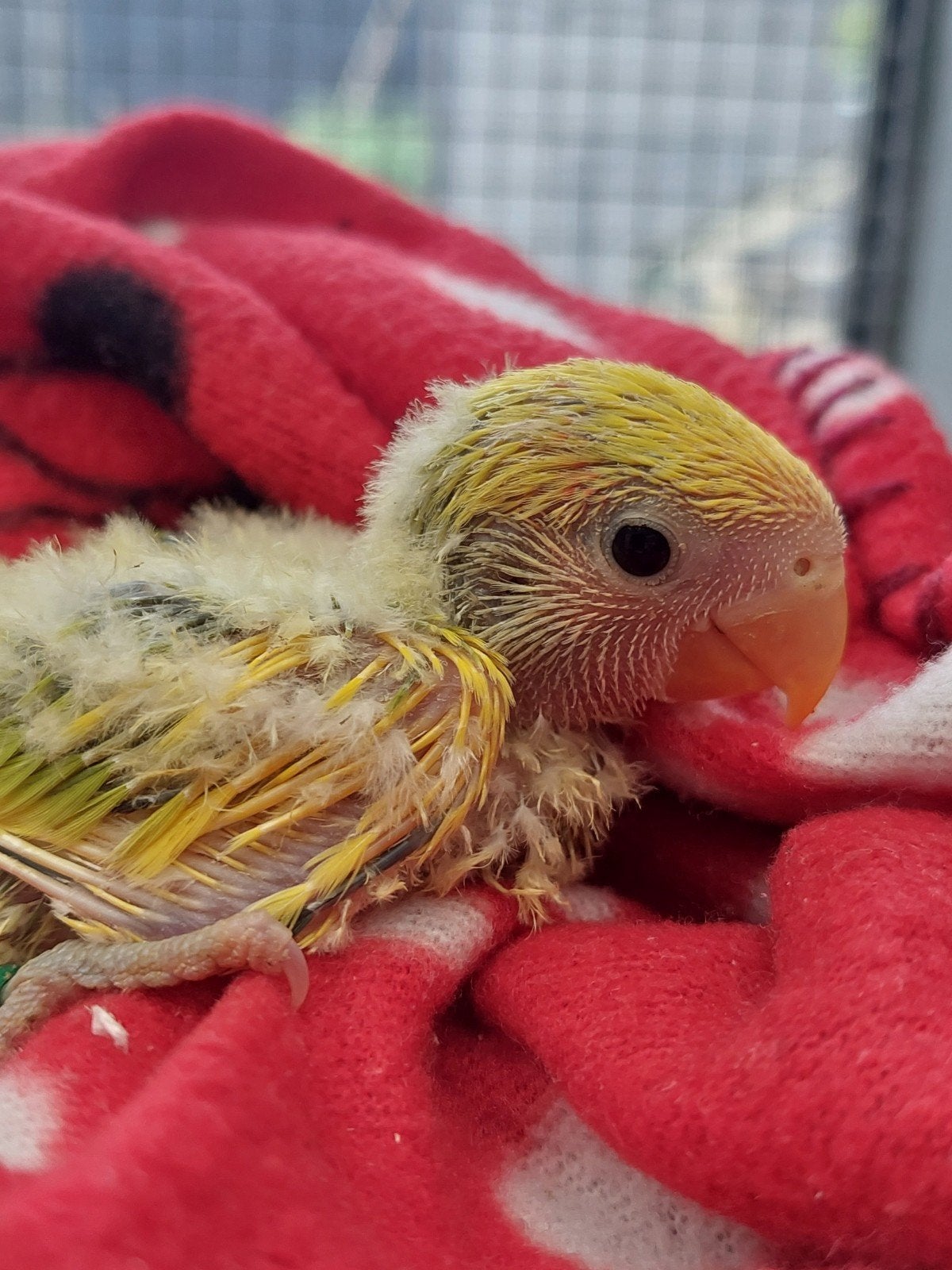 Agapornis roseicollie baby handtam, Dieren en Toebehoren