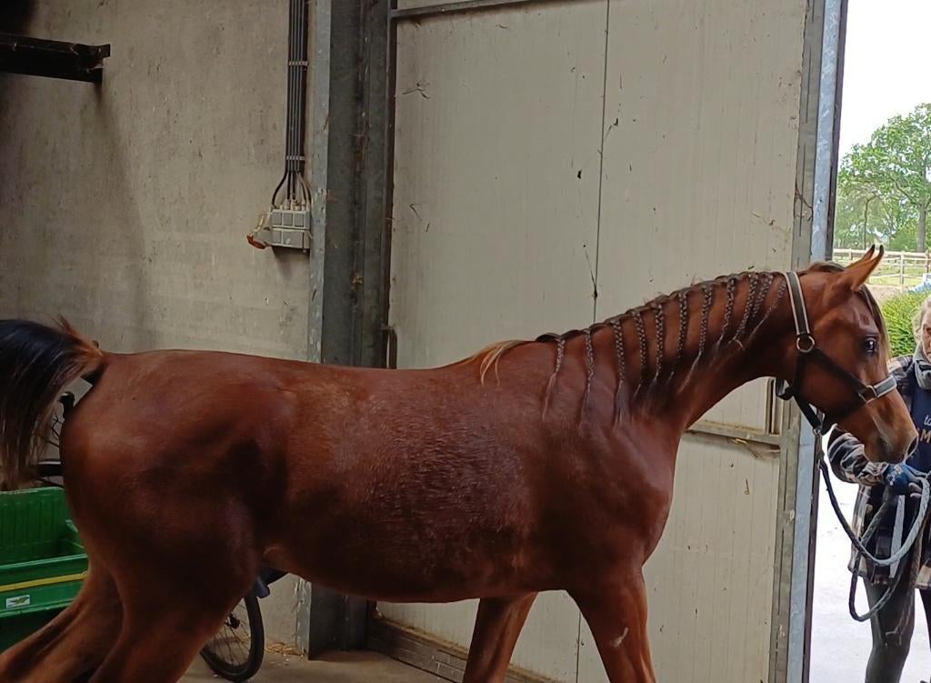 Arabische volbloed EXAGON OS jaarling hengst, Dieren en Toebehoren, Paarden, Hengst, Niet van toepassing, Met stamboom, 0 tot 2 jaar