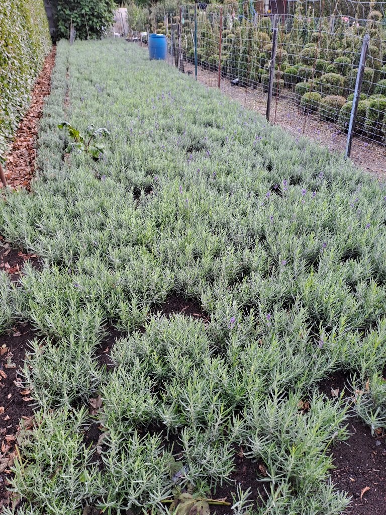 dikke bossen lavendel vanaf 1€, Volle zon, Vaste plant, Lente, Ophalen