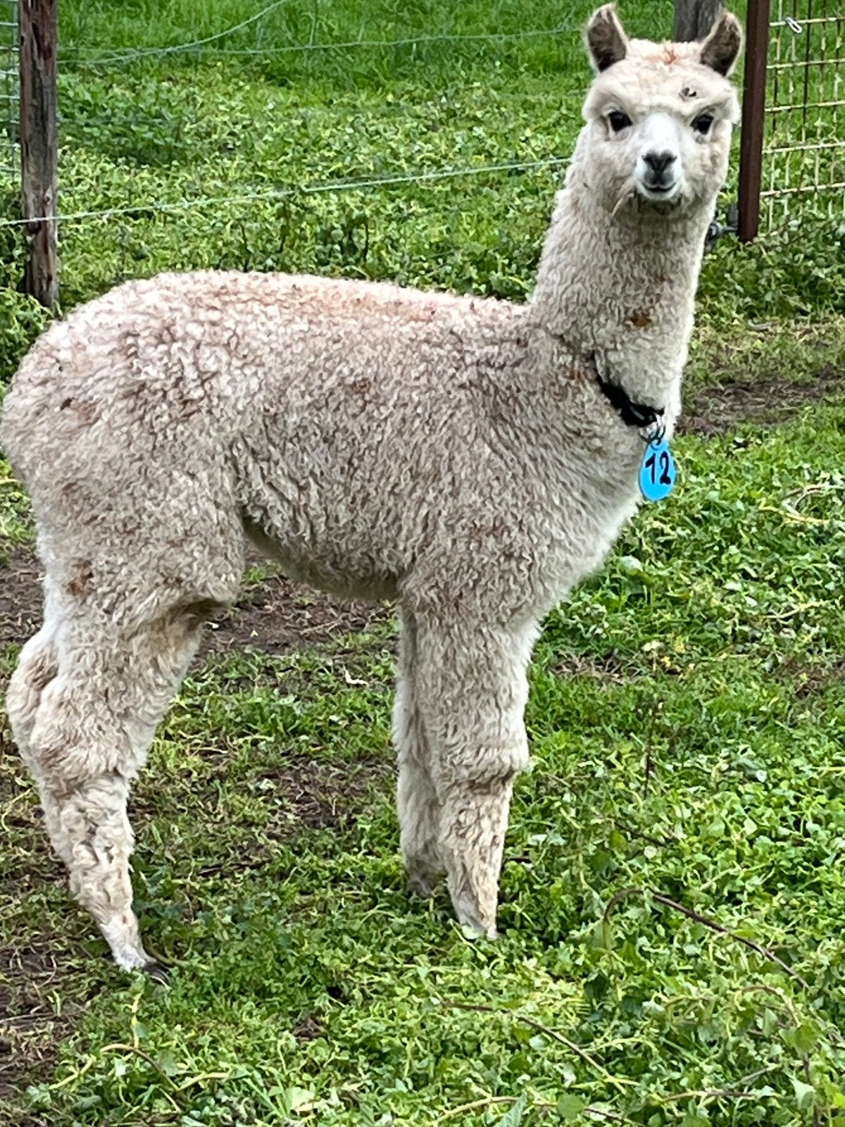 Alpaca hengstjesc, Mei, Mannelijk