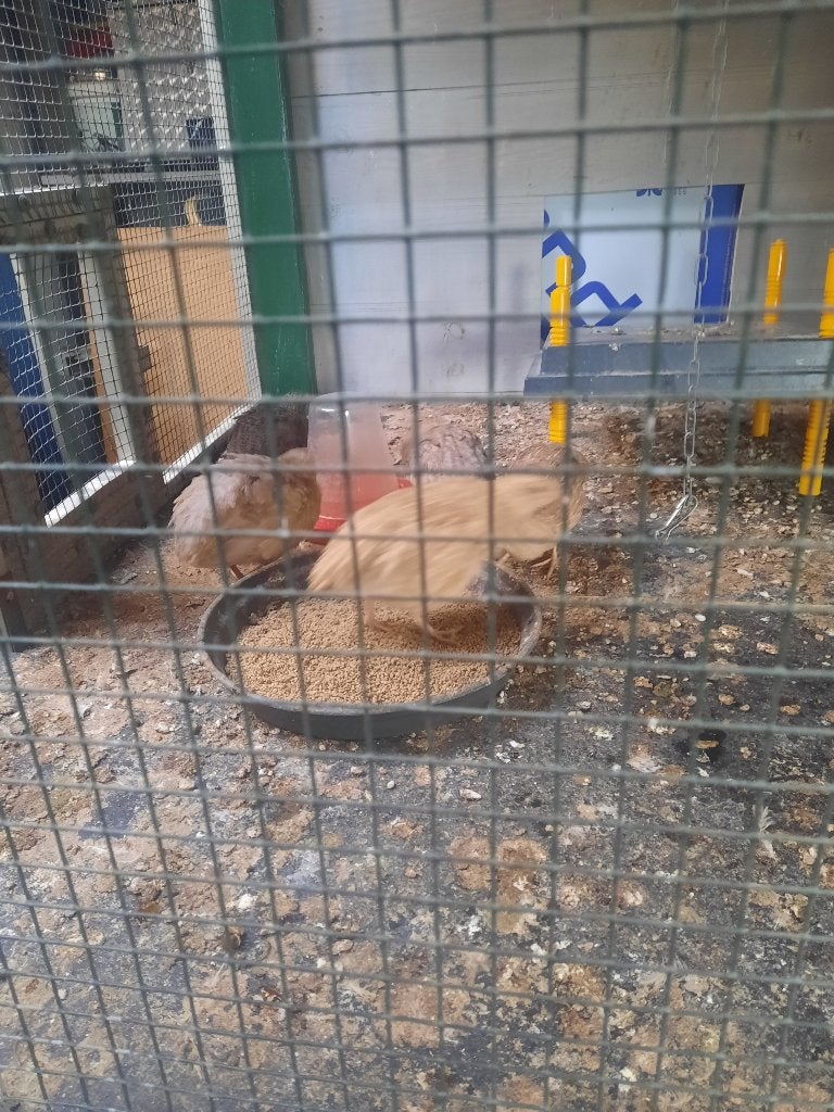 japanse kwartels, Dieren en Toebehoren