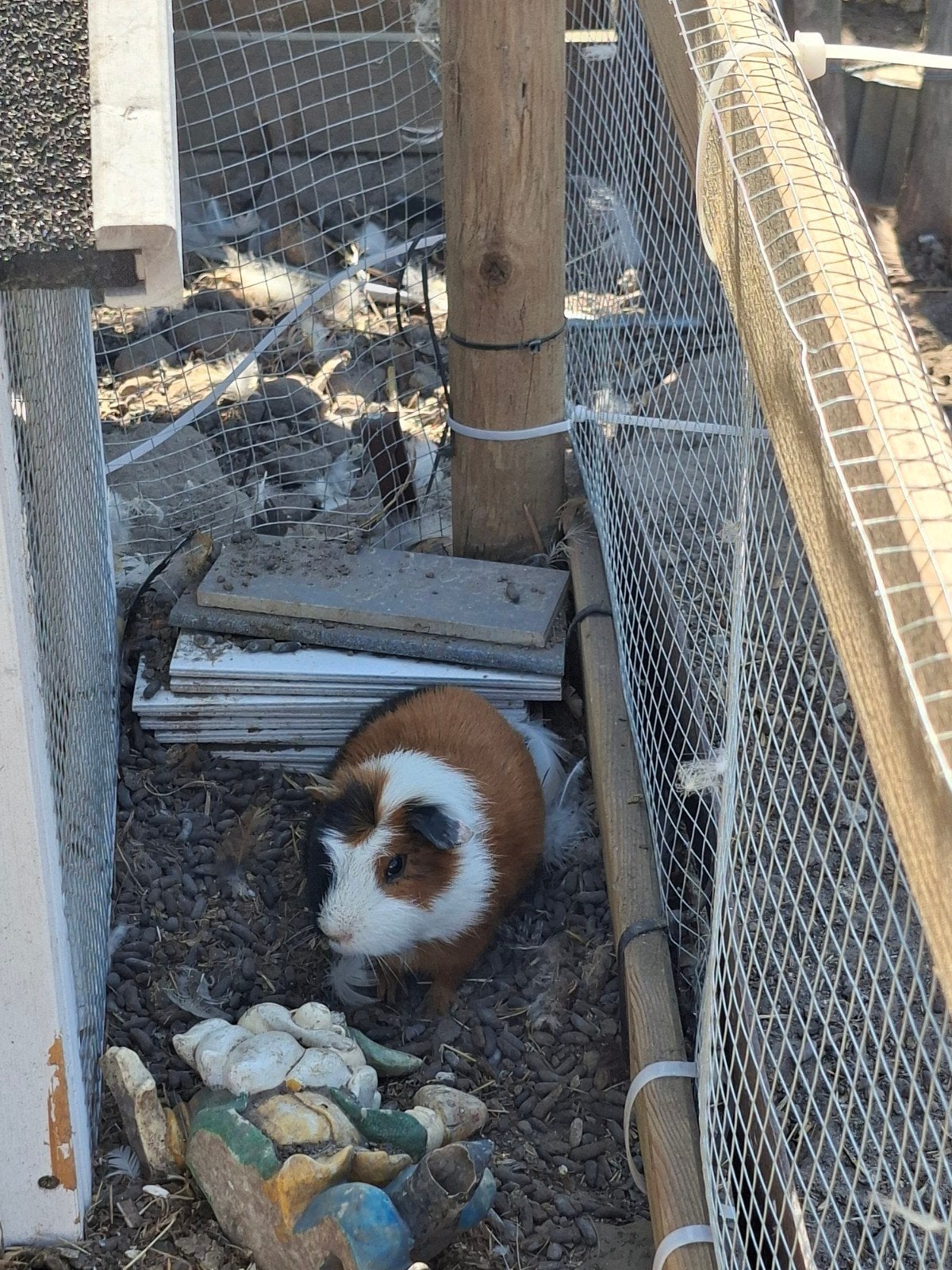 cavia's x5, Juin, Cobaye