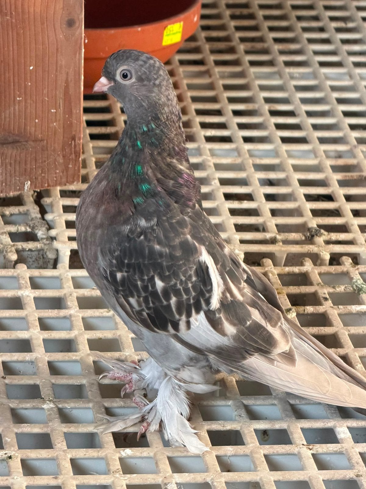 Ik zoek hem, hij is verdwenen., Dieren en Toebehoren, Vogels | Duiven