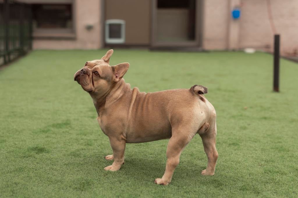 Franse Bulldog dekreu, België, Fokker | Hobbymatig, Reu, Eén hond
