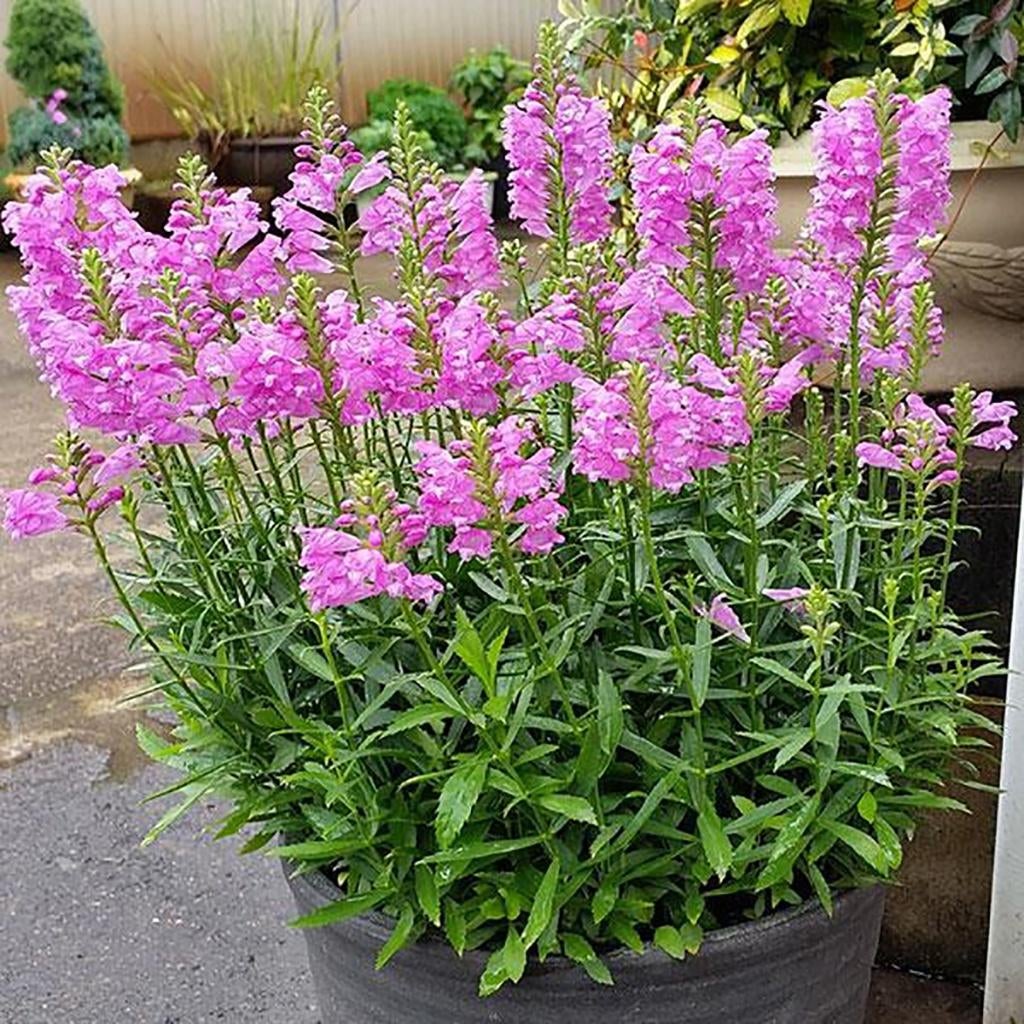 Graines de Physostegia rose résistante , récolte 2025, Enlèvement ou Envoi, Toute l'année, Graine