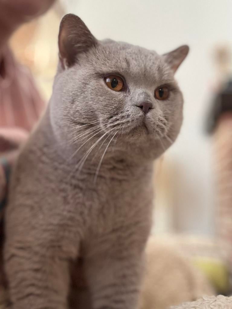 Britsekorthaar lilac (dekkater) stamboom en alle testen, Dieren en Toebehoren, Kater, Met stamboom, 0 tot 2 jaar