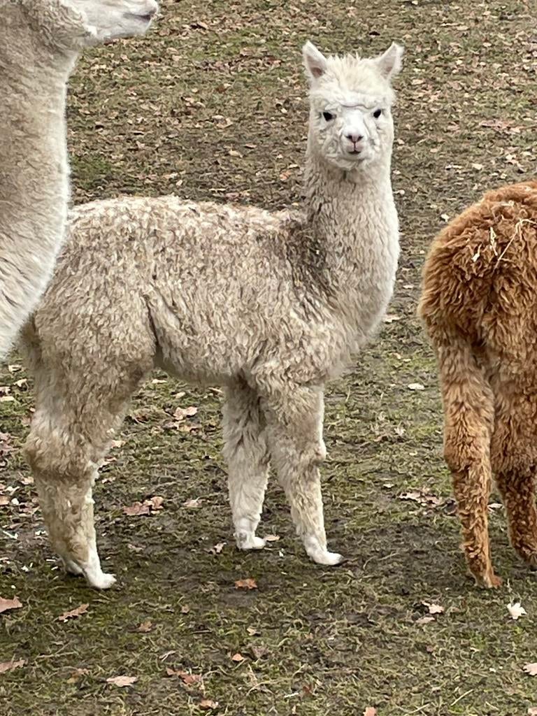 Alpaca merrie, Juni, Vrouwelijk
