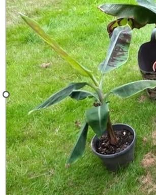Musa Cavendish Dwarf bananenplant, Tuin en Terras, Ophalen