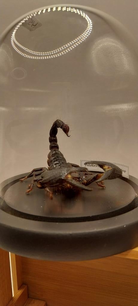 Scorpion sous cloche, Enlèvement ou Envoi, Neuf, Insecte, Animal empaillé