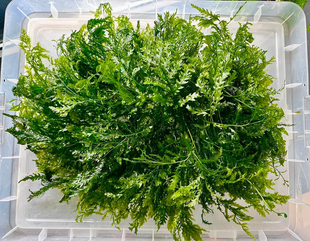 Uniek stuk - Onderwater varen Bolbitis XXXL Kingsize, Dieren en Toebehoren, Vissen | Aquaria en Toebehoren, Nieuw, Plant(en), Steen of Hout