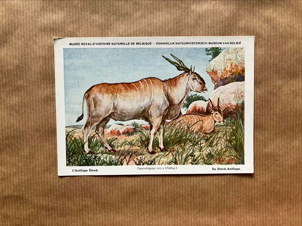 Beschermde Zoogdieren In Belgisch Congo Nr.19 Eland Antilope, Verzamelen, Postkaarten | Dieren, Ophalen of Verzenden, Ongelopen