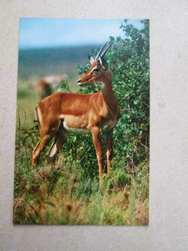 mooi kaartje : Gazelle, Verzamelen, Verzenden