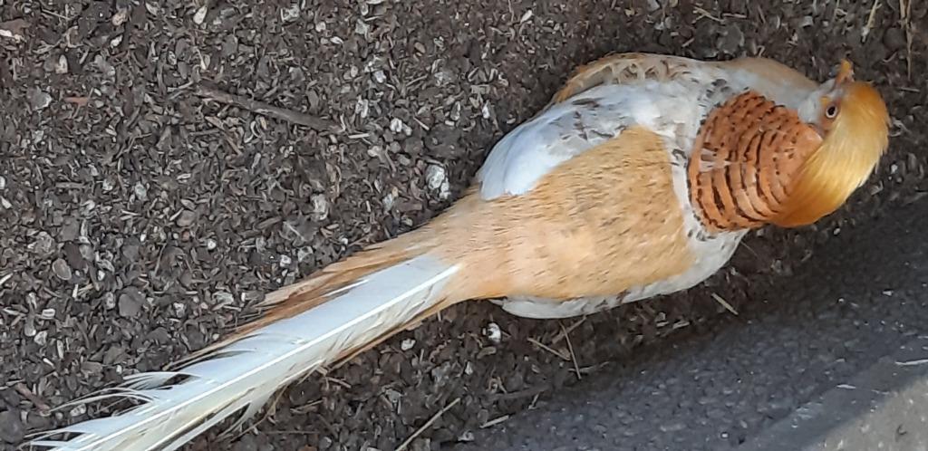 FAISANS DORÉS SAUMON, Plusieurs animaux, Oiseau tropical, Domestique